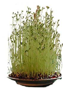 tradition provencale!!!!